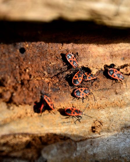 Traiter naturellement le bois contre les insectes