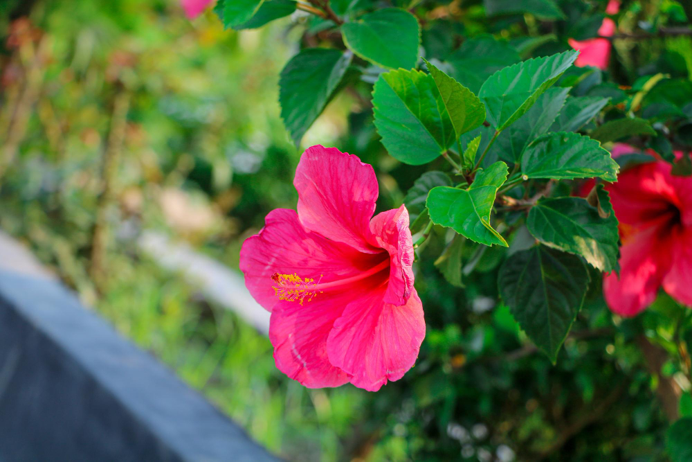 Feuilles jaunes sur dipladenia pour sauver votre plante