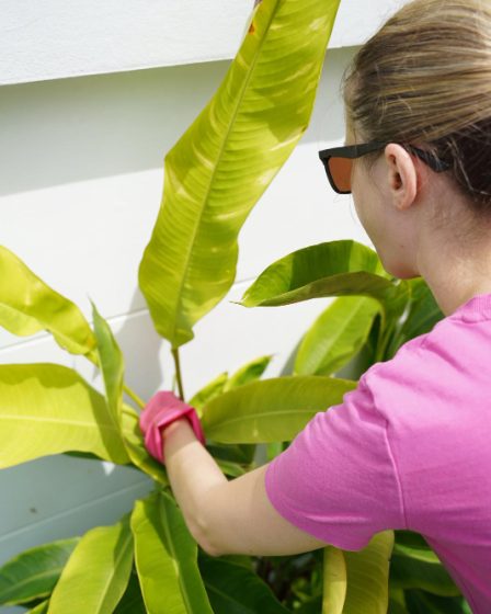 Les secrets pour maîtriser la culture d’un bananier en intérieur sans effort