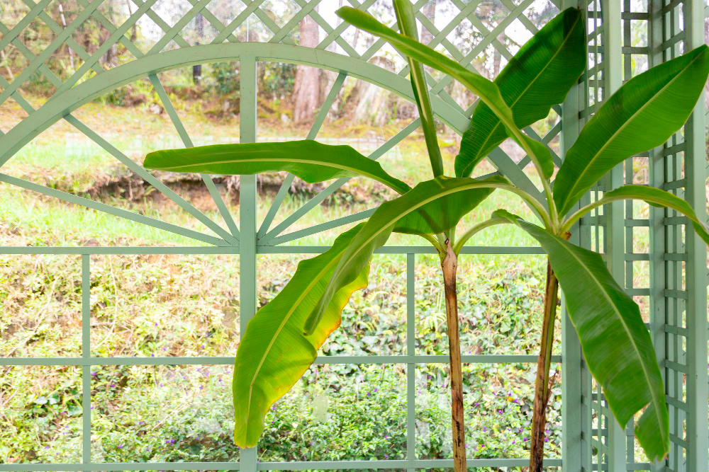 maîtriser la culture d’un bananier en intérieur sans effort